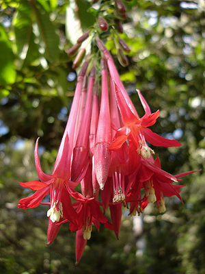Blütenstand von Fuchsia boliviana mit langen Blüten.