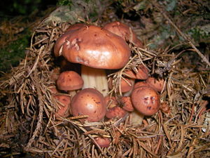 Fungi022.jpg