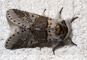 Buchen-Gabelschwanz (Furcula furcula), ♂