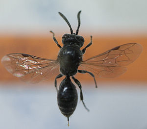 Psenulus fuscipennis,  ♀