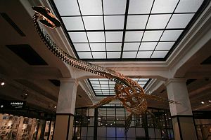 Rekonstruktion des Skeletts von Futabasaurus suzukii