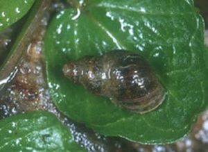 Kleine Sumpfschnecke (Galba truncatula)