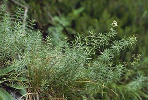 Galium lucidum 1.jpg