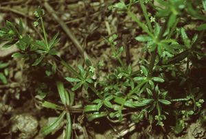 Kleinfrüchtiges Kletten-Labkraut (Galium spurium ssp. vaillantii)