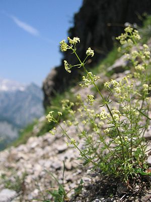 Traunsee-Labkraut (Galium truniacum)