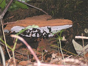 Flacher Lackporling mit Zitzengallen der Zitzengallenfliege (Agathomyia wankowiczii)