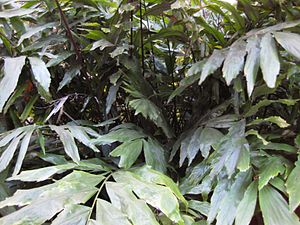 Wallichia oblongifolia