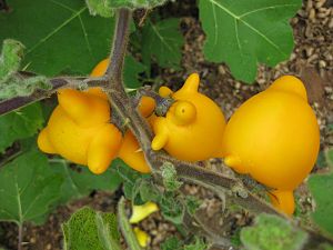 Kuheuterpflanze (Solanum mammosum)