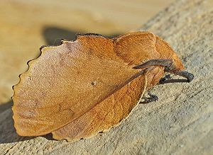 Kupferglucke (Gastropacha quercifolia)
