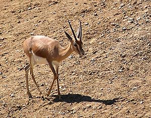 Dorkasgazelle (Gazella dorcas)