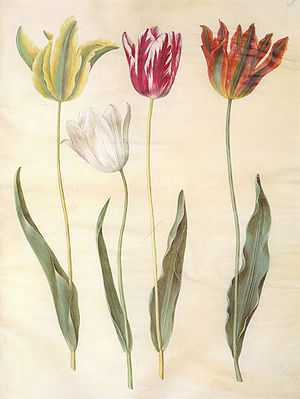 Zeichnung der Garten-Tulpe (Tulipa gesneriana) aus dem Gottorfer Codex von Hans-Simon Holtzbecker