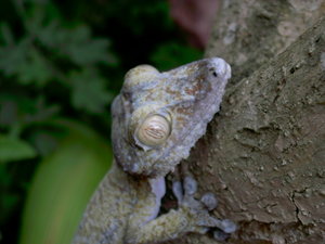Plattschwanzgecko (Uroplatus sp.)