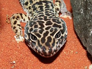 Leopardgecko (Eublepharis macularius ssp.)