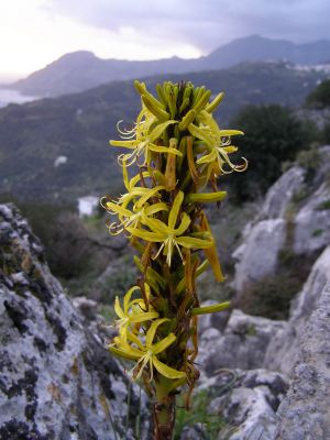Gelbe Junkerlilie (Asphodeline lutea)