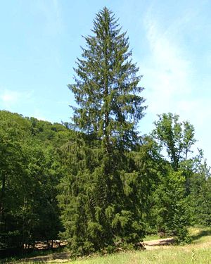 Gemeine Fichte (Picea abies)