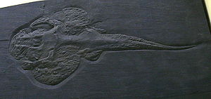 Gemuendina stuertzi aus dem Unterdevon des Hunsrück (Hunsrückschiefer). Gipsabdruck der Rückenseite im Museum für Naturkunde Berlin