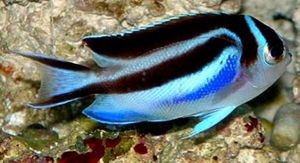 Pracht-Lyrakaiserfisch (Genicanthus bellus), ♀