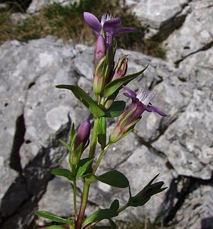 Gentianella lutescens a5.jpg