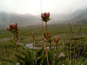Purpur-Enzian (Gentiana purpurea)