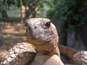 Kopf der Waldschildkröte
