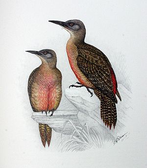Erdspechte (Geocolaptes olivaceus), rechts Männchen, links Weibchen