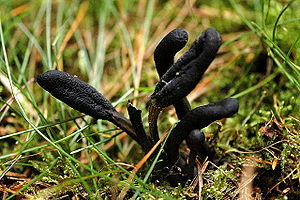 Schwarze Erdzunge (Geoglossum umbratile)