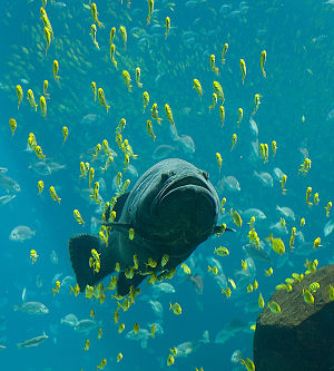 Riesenzackenbarsch im Georgia Aquarium in Atlanta