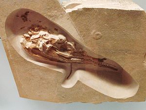 Schädel von Cricosaurus suevicus im Staatlichen Museum für Naturkunde Stuttgart.