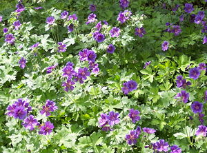 Himalaja-Storchschnabel (Geranium himalayense)