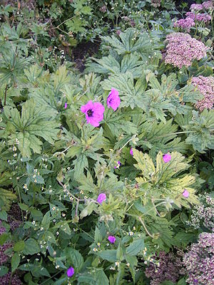 Schwarzäugiger Storchschnabel (Geranium psilostemon)