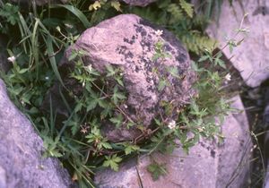 Sibirischer Storchschnabel (Geranium sibiricum)