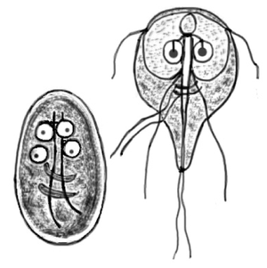 Giardia intestinalis, Zyste (li.) und Adulte