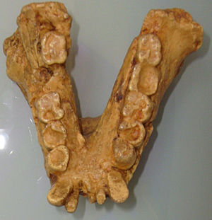 Unterkiefer von Gigantopithecus