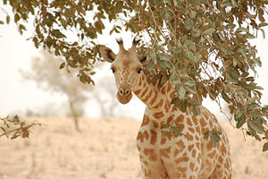 Westafrikanische Giraffe im Niger