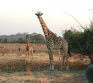 Thornicroft-Giraffenkuh mit Jungtier in der sambischen Savanne