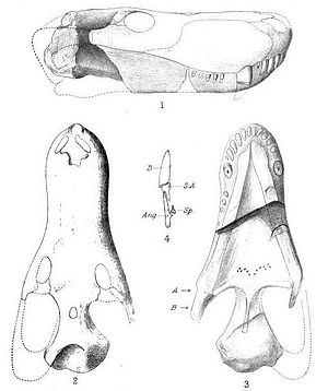 Illustration des Schädels von Glanosuchus macrops, 1904