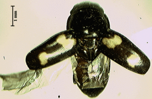 Vierfleckiger Kiefernglanzkäfer (Glischrochilus quadrisignatus)