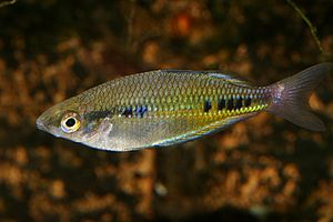 Gefleckter Regenbogenfisch (Glossolepis maculosus)