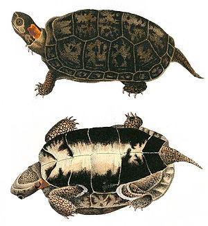 Moorschildkröte