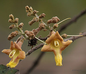 Blüten von Gmelina arborea