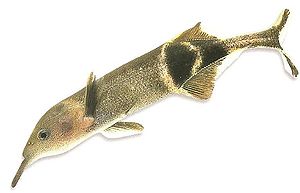 Elefantenrüsselfisch (Gnathonemus petersii)