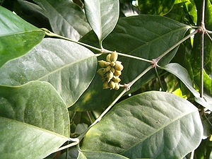 Gnetum gnemon, Blätter und unreife Samen.