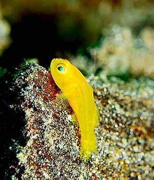 Gelbe Korallengrundel (Gobiodon okinawae)