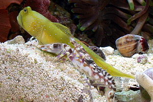 Alpheus bellulus mit Gelber Symbiosegrundel (Aquarienaufnahme)