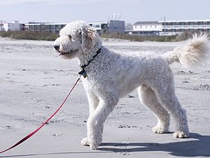 Goldendoodle