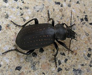 Goldpunkt-Puppenräuber (Calosoma auropunctatum)