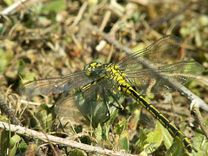 Westliche Keiljungfer (Gomphus pulchellus)