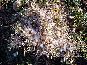 Gonî (Astragalus hamosus).jpg