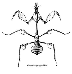 Wandelnde Geige (Gongylus gongylodes)
