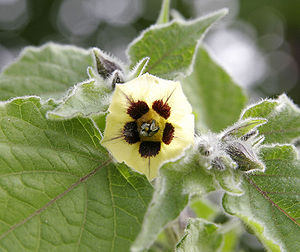 Gooseberry flower.jpg